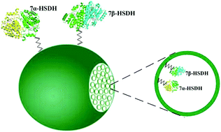 Graphical abstract: The effects of macromolecular crowding and surface charge on the properties of an immobilized enzyme: activity, thermal stability, catalytic efficiency and reusability