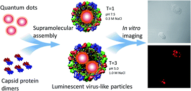 Graphical abstract: Quantum dot encapsulation in virus-like particles with tuneable structural properties and low toxicity