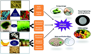 Graphical abstract: Extraction and modification of cellulose nanofibers derived from biomass for environmental application