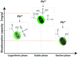 Graphical abstract: Algal biomass from the stable growth phase as a potential biosorbent for Pb(ii) removal from water