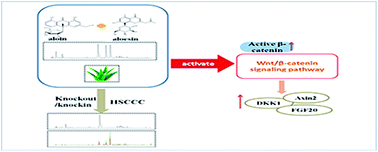 Graphical abstract: A material-basis study of Aloe vera on the wnt/β-catenin signaling pathway using a knockin/knockout method with high-speed countercurrent chromatography