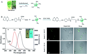 Graphical abstract: Folic acid-conjugated carbon dots as green fluorescent probes based on cellular targeting imaging for recognizing cancer cells