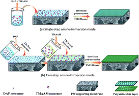 Graphical abstract: A novel semi-aromatic polyamide TFC reverse osmosis membrane fabricated from a dendritic molecule of trimesoylamidoamine through a two-step amine-immersion mode