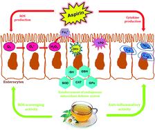 Graphical abstract: HPLC/PDA/ESI-MS/MS analysis of chamomile decoction and mechanism of its protective effects on aspirin-induced small bowel injuries