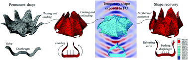 Graphical abstract: Focused ultrasound actuation of shape memory polymers; acoustic-thermoelastic modeling and testing