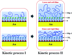 Graphical abstract: Adsorption mechanism of mussel-derived adhesive proteins onto various self-assembled monolayers