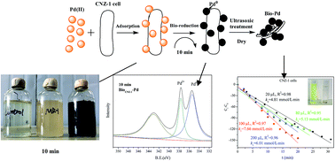 Graphical abstract: Rapid production of Pd nanoparticle by a marine electrochemically active bacterium Shewanella sp. CNZ-1 and its catalytic performance on 4-nitrophenol reduction