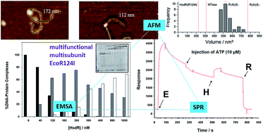 Graphical abstract: Cofactor induced dissociation of the multifunctional multisubunit EcoR124I investigated using electromobility shift assays, AFM and SPR