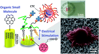 Graphical abstract: Self-assembled coronene nanofiber arrays: toward integrated organic bioelectronics for efficient isolation, detection, and recovery of cancer cells