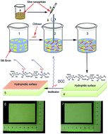 Graphical abstract: An asymmetric wettable chitosan–silk fibroin composite dressing with fixed silver nanoparticles for infected wound repair: in vitro and in vivo evaluation