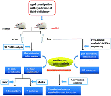 Graphical abstract: Study on alterations of physiological functions in aged constipation rats with fluid-deficiency based on metabonomic and microbiology analysis
