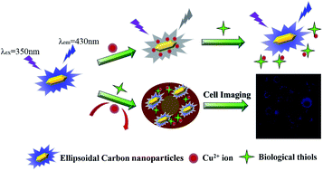 Graphical abstract: Boron- and nitrogen-doped photoluminescent polymer carbon nanoparticles as nanosensors for imaging detection of Cu2+ and biothiols in living cells
