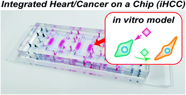Graphical abstract: Integrated heart/cancer on a chip to reproduce the side effects of anti-cancer drugs in vitro