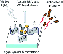 Graphical abstract: Ag modified g-C3N4 composite entrapped PES UF membrane with visible-light-driven photocatalytic antifouling performance