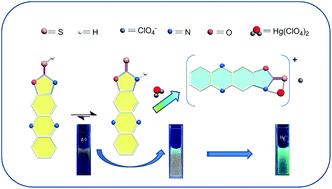 Graphical abstract: Mercaptooxazole–phenazine based blue fluorescent sensor for the ultra-sensitive detection of mercury(ii) ions in aqueous solution