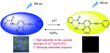 Graphical abstract: A highly selective ratiometric fluorescent probe for the cascade detection of Zn2+ and H2PO4− and its application in living cell imaging