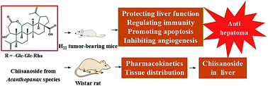 Graphical abstract: Chiisanoside, a triterpenoid saponin, exhibits anti-tumor activity by promoting apoptosis and inhibiting angiogenesis