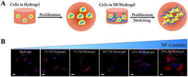 Graphical abstract: Electrospun nanofibrils embedded hydrogel composites for cell cultivation in a biomimetic environment
