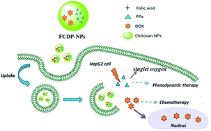 Graphical abstract: Folate chitosan conjugated doxorubicin and pyropheophorbide acid nanoparticles (FCDP–NPs) for enhance photodynamic therapy