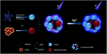Graphical abstract: A novel dual-emission QDs/PCDs assembled composite nanoparticle for high sensitive visual detection of Hg2+