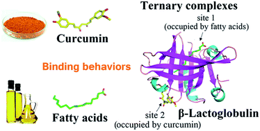 Graphical abstract: Binding behaviors and structural characteristics of ternary complexes of β-lactoglobulin, curcumin, and fatty acids