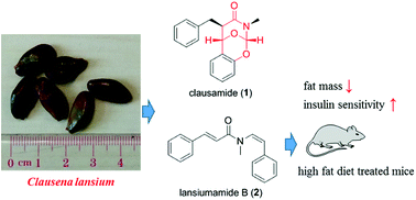 Graphical abstract: Clausoxamine, an alkaloid possessing a 1,3-oxazine-4-one ring from the seeds of Clausena lansium and the anti-obesity effect of lansiumamide B