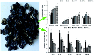 Graphical abstract: Anthocyanins from black wolfberry (Lycium ruthenicum Murr.) prevent inflammation and increase fecal fatty acid in diet-induced obese rats