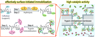 Graphical abstract: A novel strategy to immobilize enzymes on microporous membranes via dicarboxylic acid halides