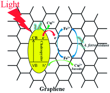 Graphical abstract: Synergistic catalytic effects of visible light and graphene on bioleaching of chalcopyrite