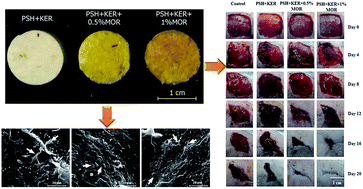 Graphical abstract: Morin incorporated polysaccharide–protein (psyllium–keratin) hydrogel scaffolds accelerate diabetic wound healing in Wistar rats