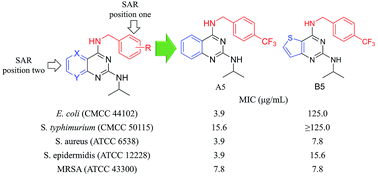 Graphical abstract: Synthesis and structure–activity relationship of N4-benzylamine-N2-isopropyl-quinazoline-2,4-diamines derivatives as potential antibacterial agents