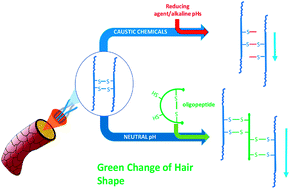 Graphical abstract: Changing the shape of hair with keratin peptides