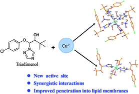 Graphical abstract: Two Cu(ii)-triadimenol complexes as potential fungicides: synergistic actions and DFT calculations