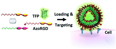 Graphical abstract: Targeting protein-loaded CB[8]-mediated supramolecular nanocarriers to cells