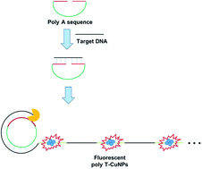 Graphical abstract: Ultrasensitive DNA detection based on target-triggered rolling circle amplification and fluorescent poly(thymine)-templated copper nanoparticles