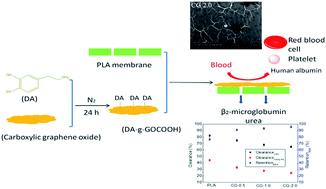 Graphical abstract: Hemocompatible poly(lactic acid) membranes prepared by immobilizing carboxylated graphene oxide via mussel-inspired method for hemodialysis