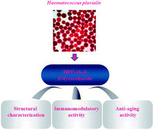 Graphical abstract: Preliminary characterization of the structure and immunostimulatory and anti-aging properties of the polysaccharide fraction of Haematococcus pluvialis