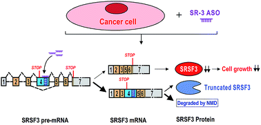 Graphical abstract: Inhibition of the expression of oncogene SRSF3 by blocking an exonic splicing suppressor with antisense oligonucleotides