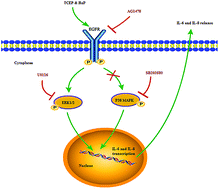Graphical abstract: Combined effect of tris(2-chloroethyl)phosphate and benzo (a) pyrene on the release of IL-6 and IL-8 from HepG2 cells via the EGFR-ERK1/2 signaling pathway