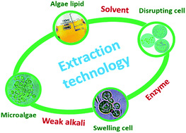 Graphical abstract: Influence of a facile pretreatment process on lipid extraction from Nannochloropsis sp. through an enzymatic hydrolysis reaction