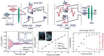 Graphical abstract: Saturation and beating of acoustic phonon oscillations excited near the exciton resonance of strained polar ZnO/Zn0.8Mg0.2O multiple quantum wells