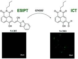Graphical abstract: An ESIPT based naphthalimide chemosensor for visualizing endogenous ONOO− in living cells