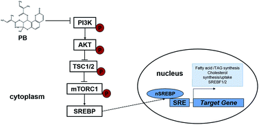 Graphical abstract: Praeruptorin B improves diet-induced hyperlipidemia and alleviates insulin resistance via regulating SREBP signaling pathway