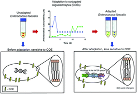 Graphical abstract: Membrane adaptation limitations in Enterococcus faecalis underlie sensitivity and the inability to develop significant resistance to conjugated oligoelectrolytes