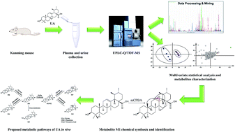 Graphical abstract: Metabolite identification of ursolic acid in mouse plasma and urine after oral administration by ultra-high performance liquid chromatography/quadrupole time-of-flight mass spectrometry