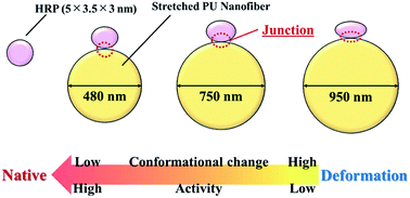 Graphical abstract: Characterization of protein adsorption on stretched polyurethane nanofibers prepared by electrospinning