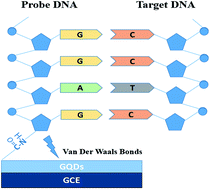 Graphical abstract: A label-free electrochemical platform for the highly sensitive detection of hepatitis B virus DNA using graphene quantum dots