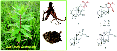 Graphical abstract: Ent-abietane diterpenoids and their probable biogenetic precursors from the roots of Euphorbia fischeriana