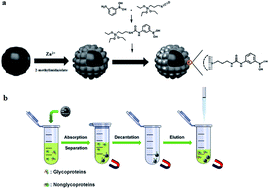 Graphical abstract: A designable aminophenylboronic acid functionalized magnetic Fe3O4/ZIF-8/APBA for specific recognition of glycoproteins and glycopeptides