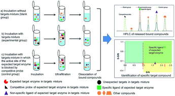 Graphical abstract: An in vitro affinity-based method for studying herb–drug interactions for direct identification of cytochrome P450 1A2, 3A4, and 2C9 specific ligands from herbal extracts using ultrafiltration-high performance liquid chromatography